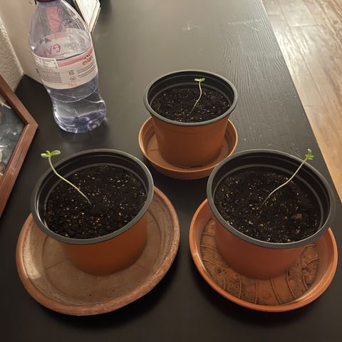 Gelato growlog timeline photo