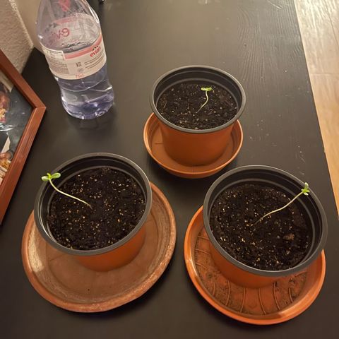 Gelato growlog timeline photo