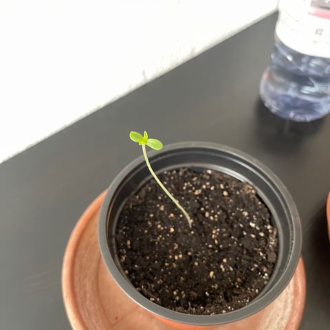 Gelato growlog timeline photo