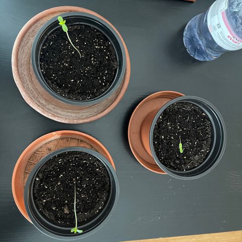 Gelato growlog timeline photo