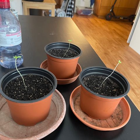 Gelato growlog timeline photo