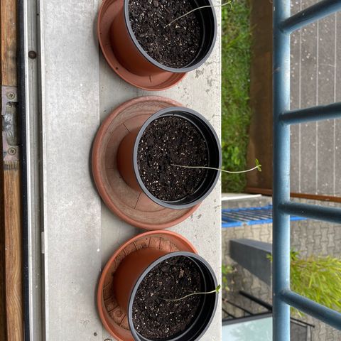 Gelato growlog timeline photo