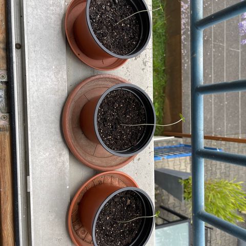 Gelato growlog timeline photo
