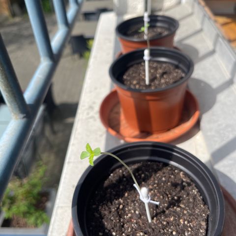 Gelato growlog timeline photo