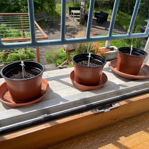 Gelato growlog timeline photo