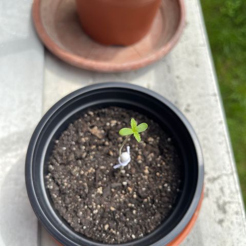 Gelato growlog timeline photo