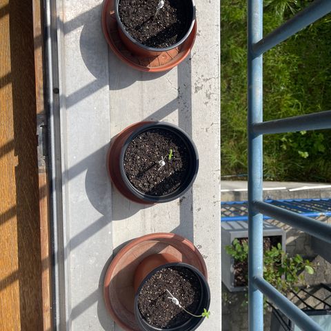 Gelato growlog timeline photo