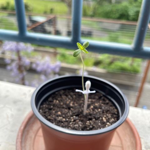 Gelato growlog timeline photo