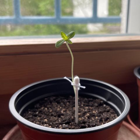 Gelato growlog timeline photo