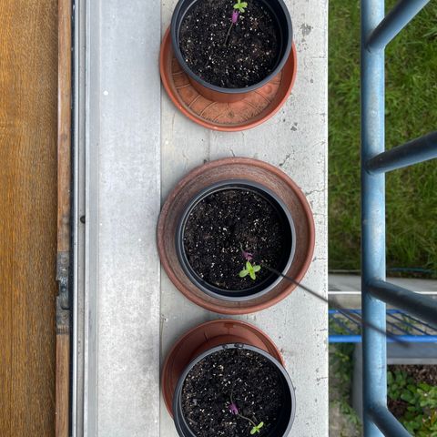 Gelato growlog timeline photo