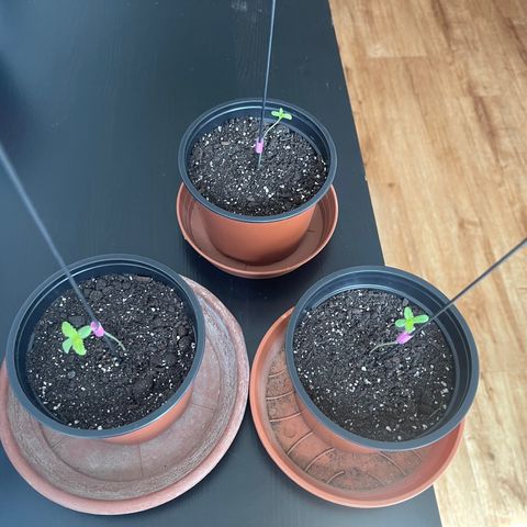 Gelato growlog timeline photo