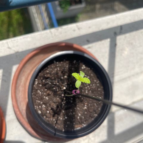 Gelato growlog timeline photo