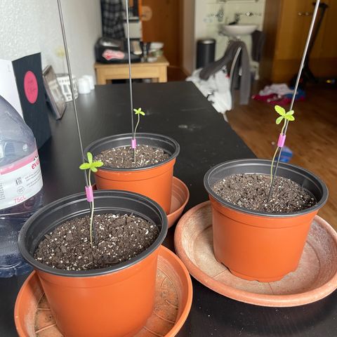 Gelato growlog timeline photo