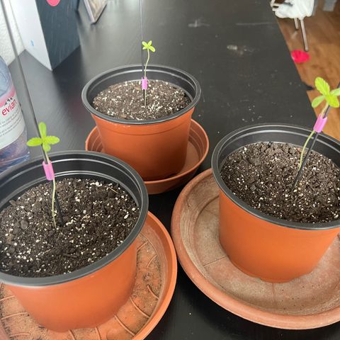 Gelato growlog timeline photo