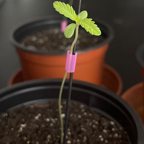 Gelato growlog timeline photo