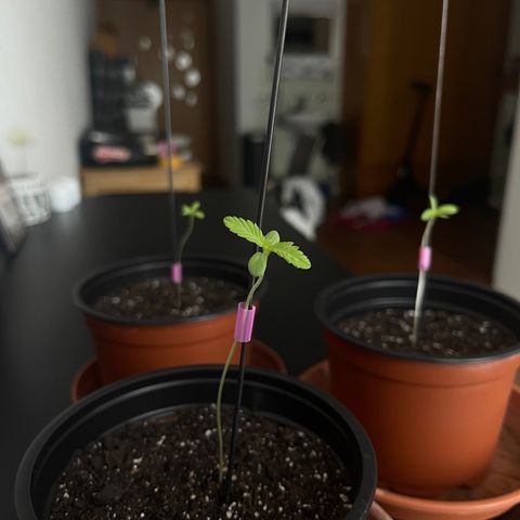 Gelato growlog timeline photo