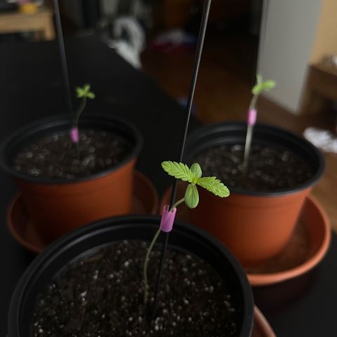 Gelato growlog timeline photo