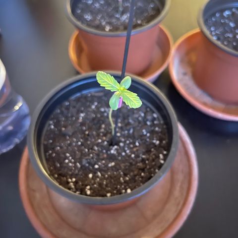 Gelato growlog timeline photo