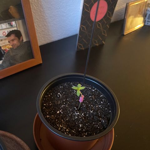 Gelato growlog timeline photo