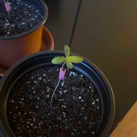 Gelato growlog timeline photo
