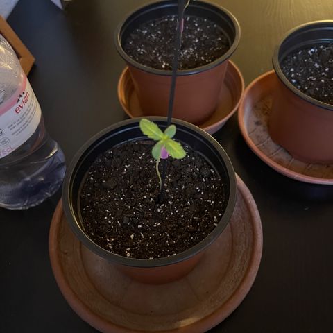 Gelato growlog timeline photo