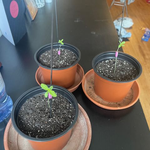 Gelato growlog timeline photo