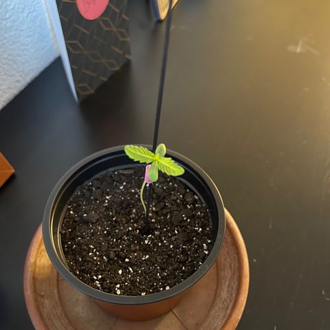 Gelato growlog timeline photo
