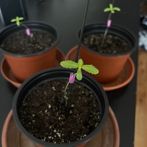 Gelato growlog timeline photo