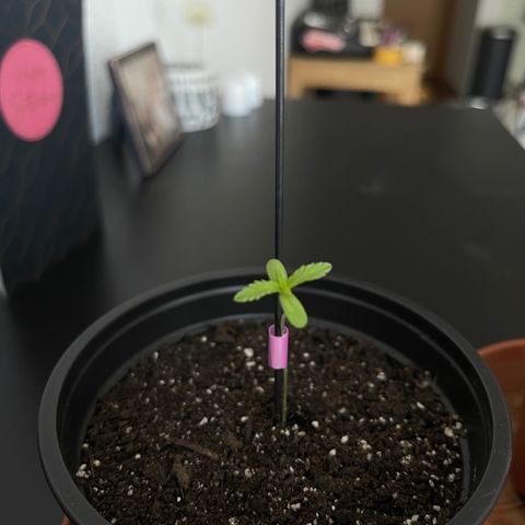 Gelato growlog timeline photo