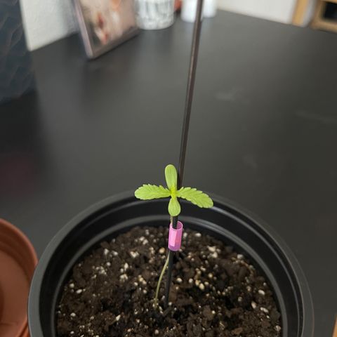 Gelato growlog timeline photo