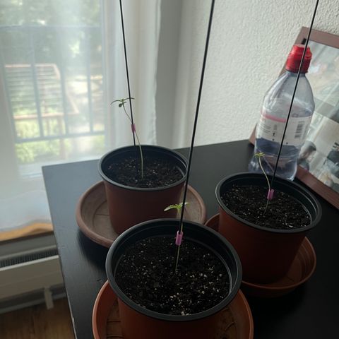 Gelato growlog timeline photo