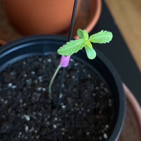 Gelato growlog timeline photo