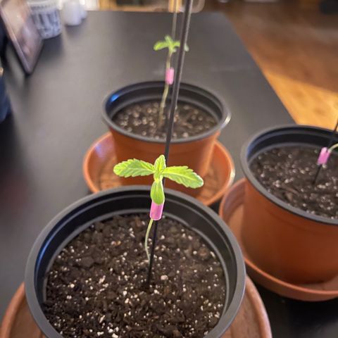 Gelato growlog timeline photo