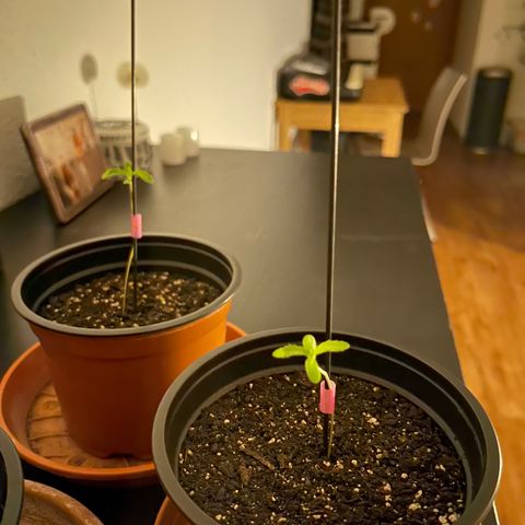 Gelato growlog timeline photo