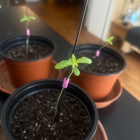 Gelato growlog timeline photo