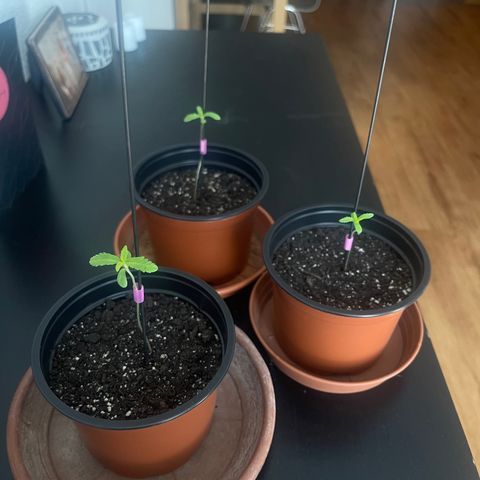 Gelato growlog timeline photo