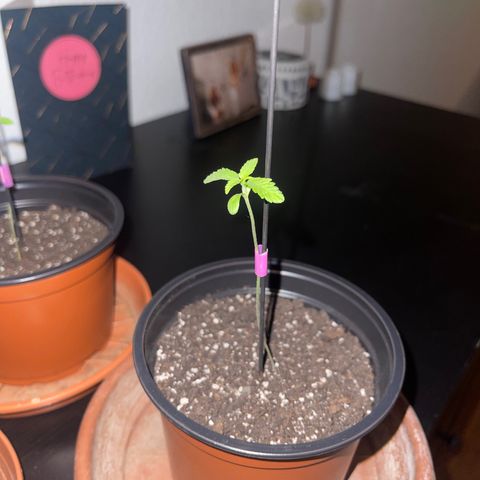 Gelato growlog timeline photo