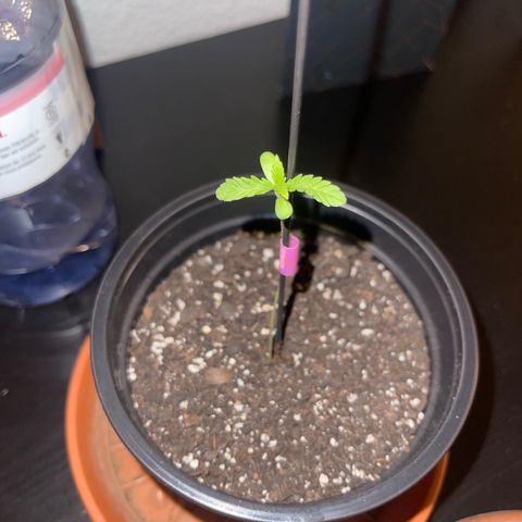 Gelato growlog timeline photo