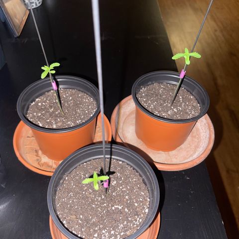 Gelato growlog timeline photo