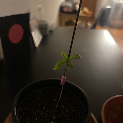 Gelato growlog timeline photo