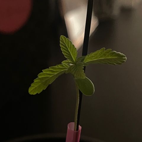 Gelato growlog timeline photo