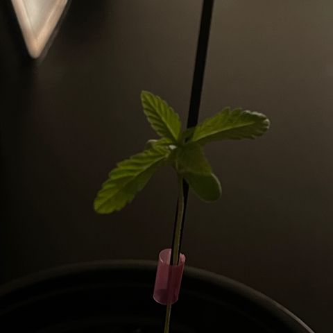 Gelato growlog timeline photo