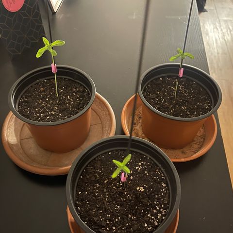 Gelato growlog timeline photo