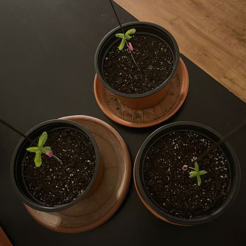 Gelato growlog timeline photo