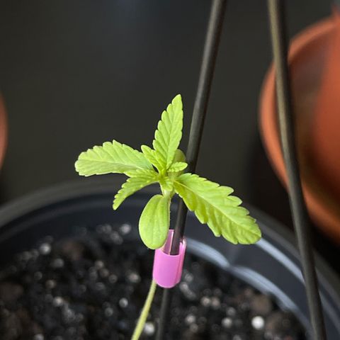Gelato growlog timeline photo
