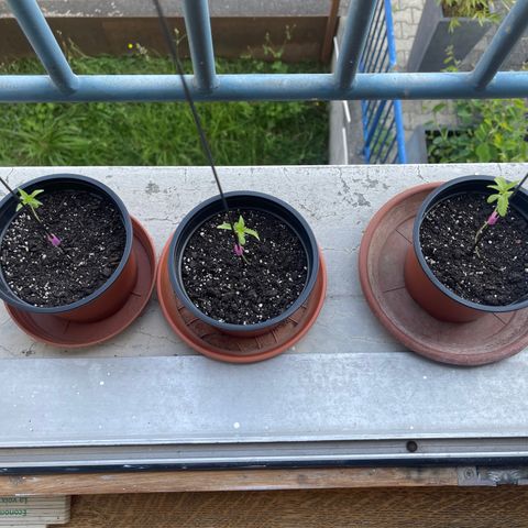 Gelato growlog timeline photo