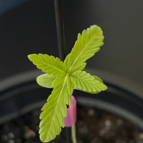 Gelato growlog timeline photo