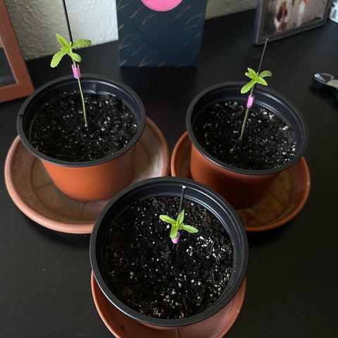 Gelato growlog timeline photo