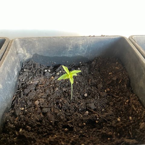 Gelato growlog timeline photo