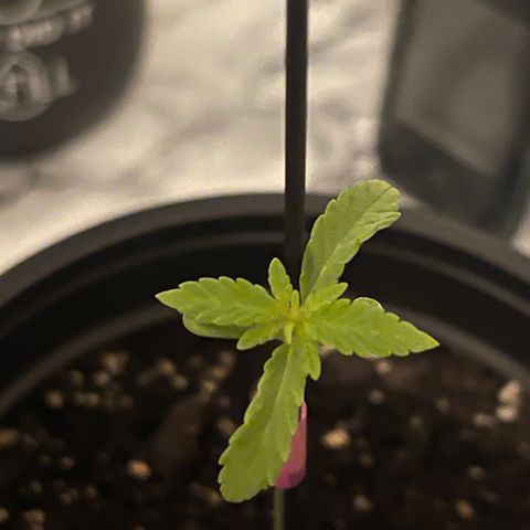 Gelato growlog timeline photo